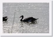 08AkageraAllDayGameDrive - 036 * Spur-winged Goose.